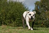 BOULEDOGUE AMERICAIN 289